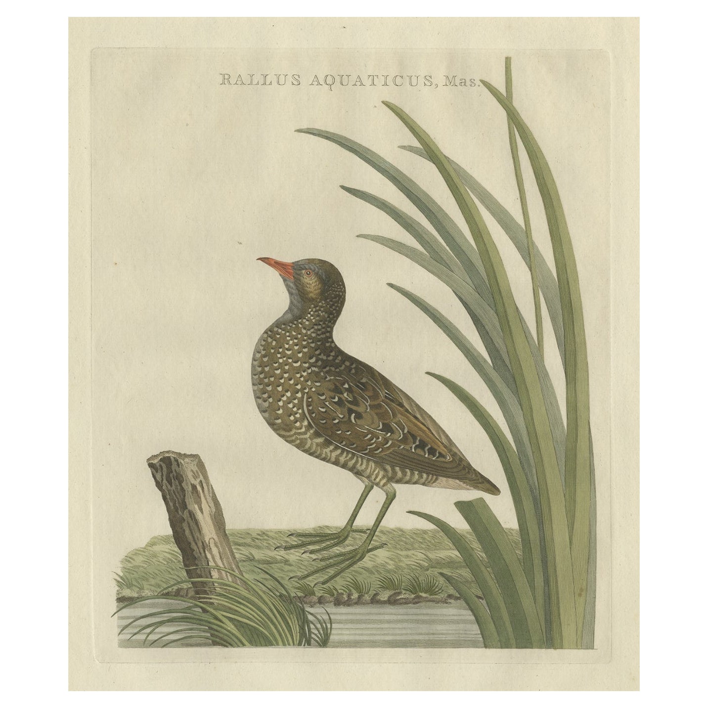 Impression ancienne d'oiseau du chemin d'eau masculin Sepp & Nozeman, 1797