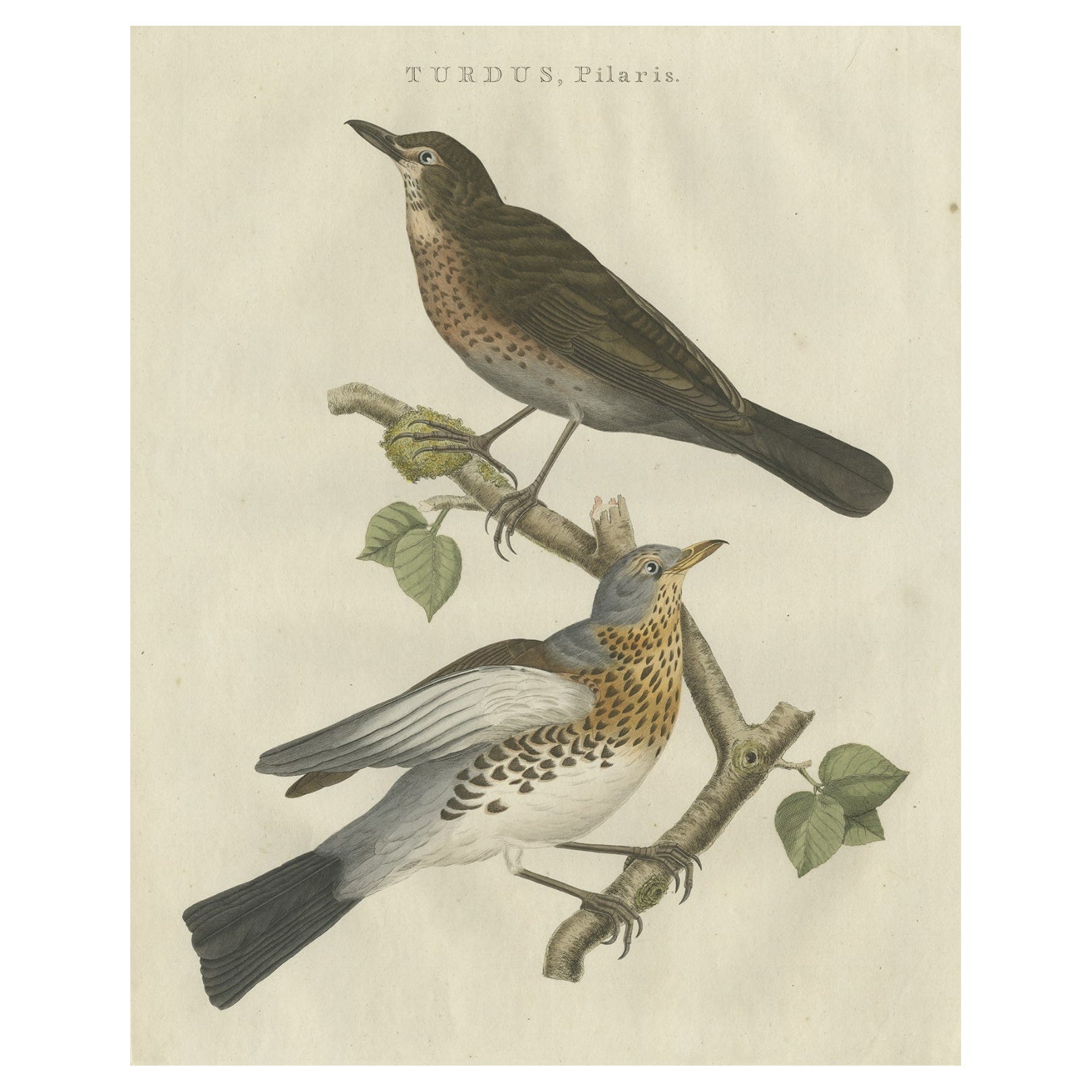 Impression ancienne d'oiseaux de champ de chasse colorée à la main, 1797