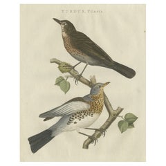 Antique Hand-Coloured Bird Print of the Fieldfare, 1797