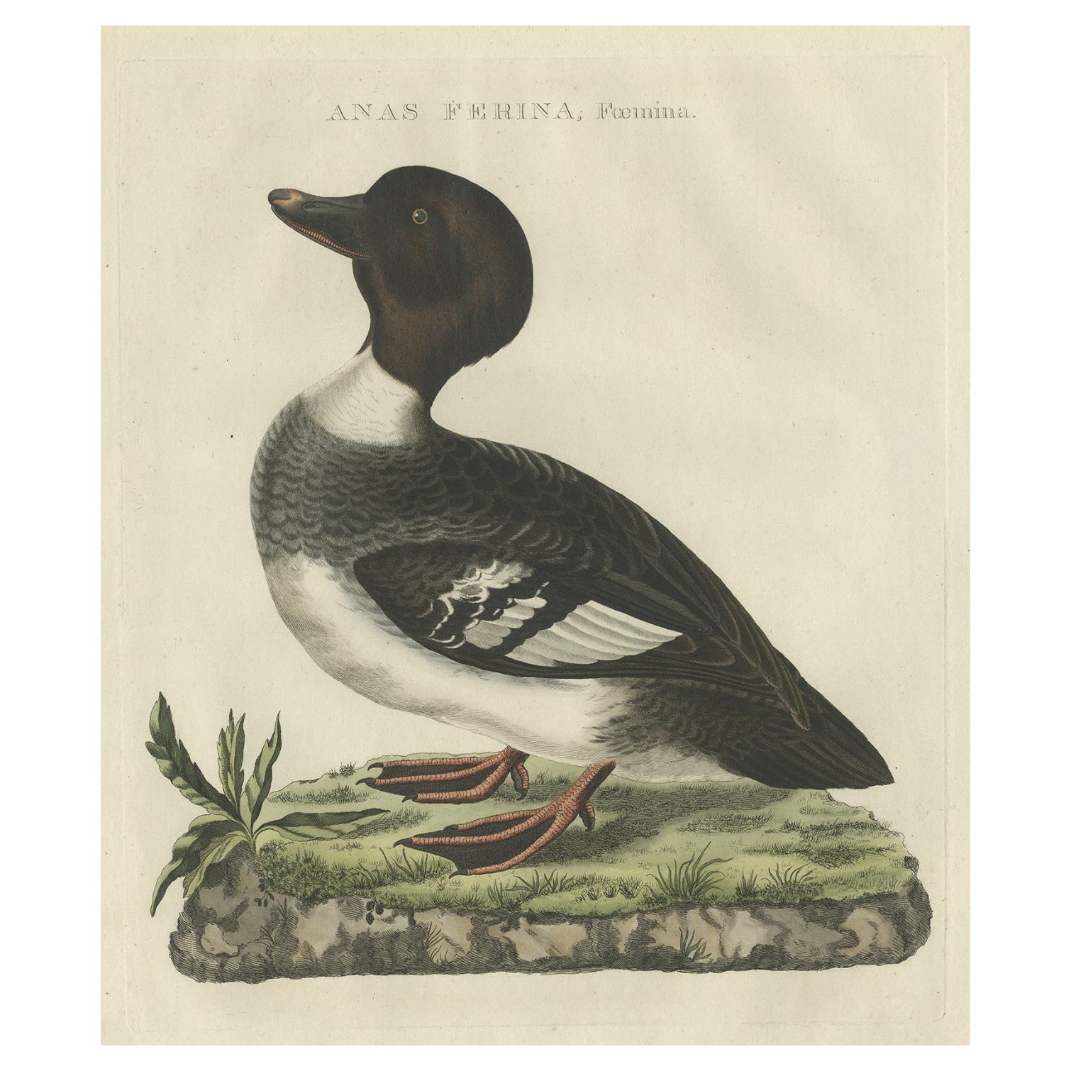 Antique Hand-Coloured Bird Print of the Female Common Pochard Duck, 1809
