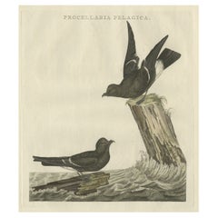Antique Hand-Coloured Bird Print of the European Storm Petrel, 1797