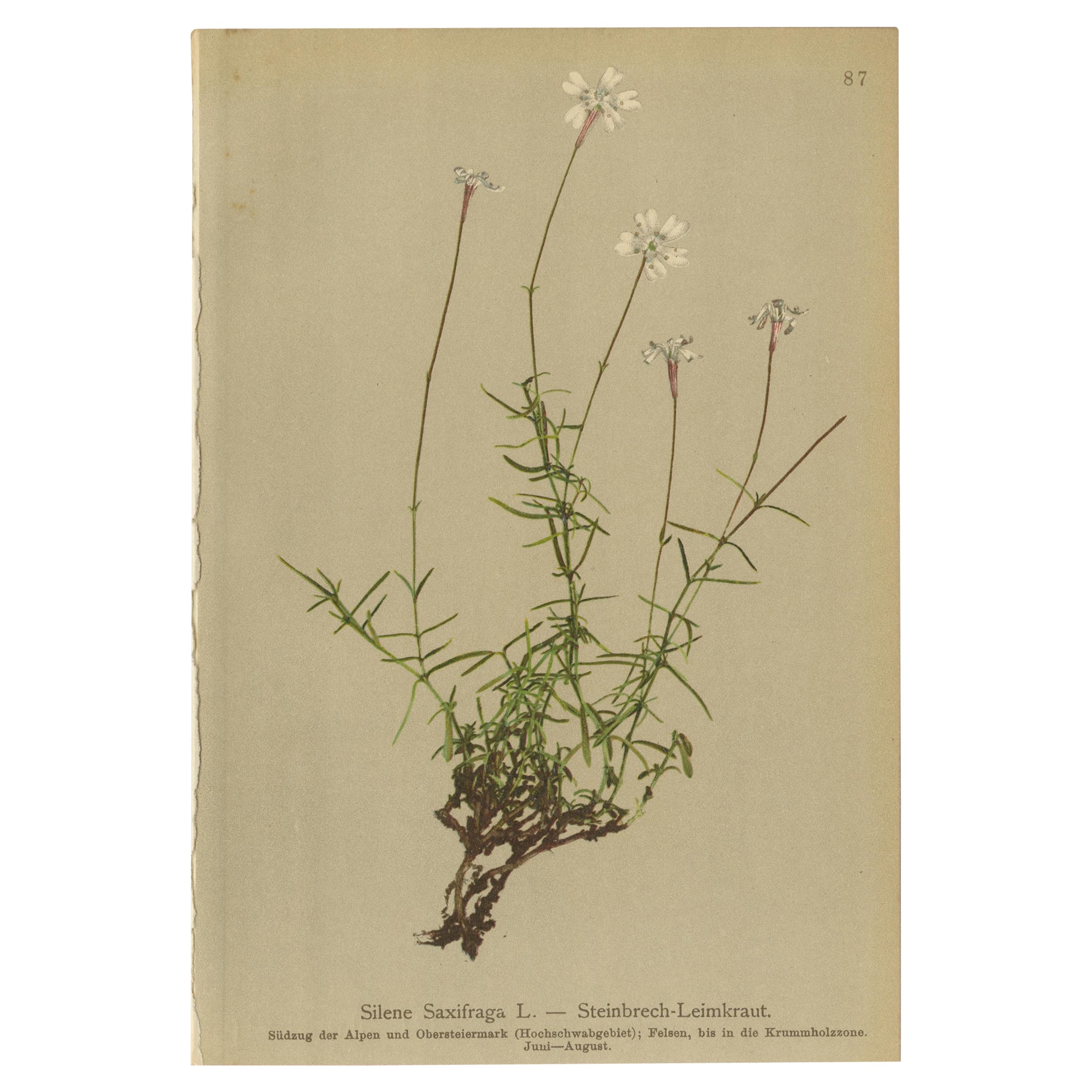 Antique Botany Print of the Silene Saxifraga or Saxifrage Catchfly, c.1897 For Sale