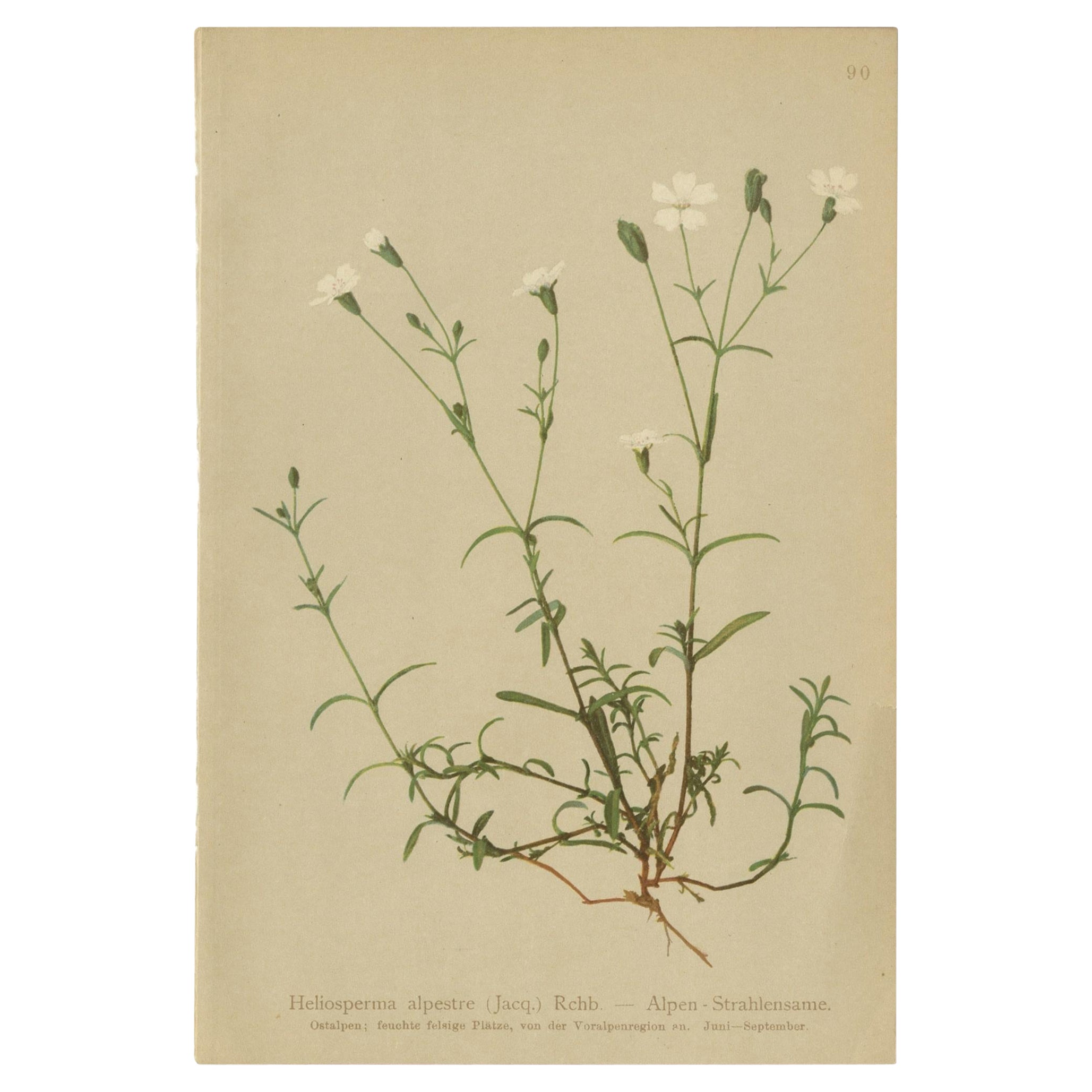 Antiker Botanikdruck der Heliosperma-Pflanze von Palla, 1897