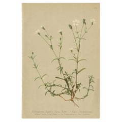 Antiker Botanikdruck der Heliosperma-Pflanze von Palla, 1897