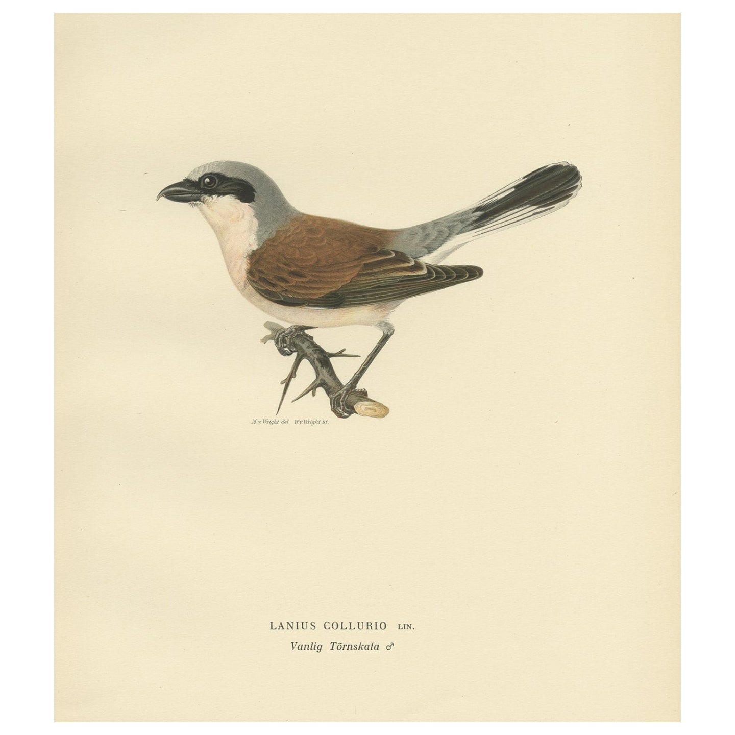Antique Bird Print of the Male Red-Backed Shrike by Von Wright, 1927 For Sale