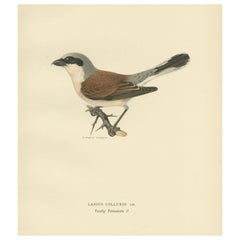 Antique Bird Print of the Male Red-Backed Shrike by Von Wright, 1927