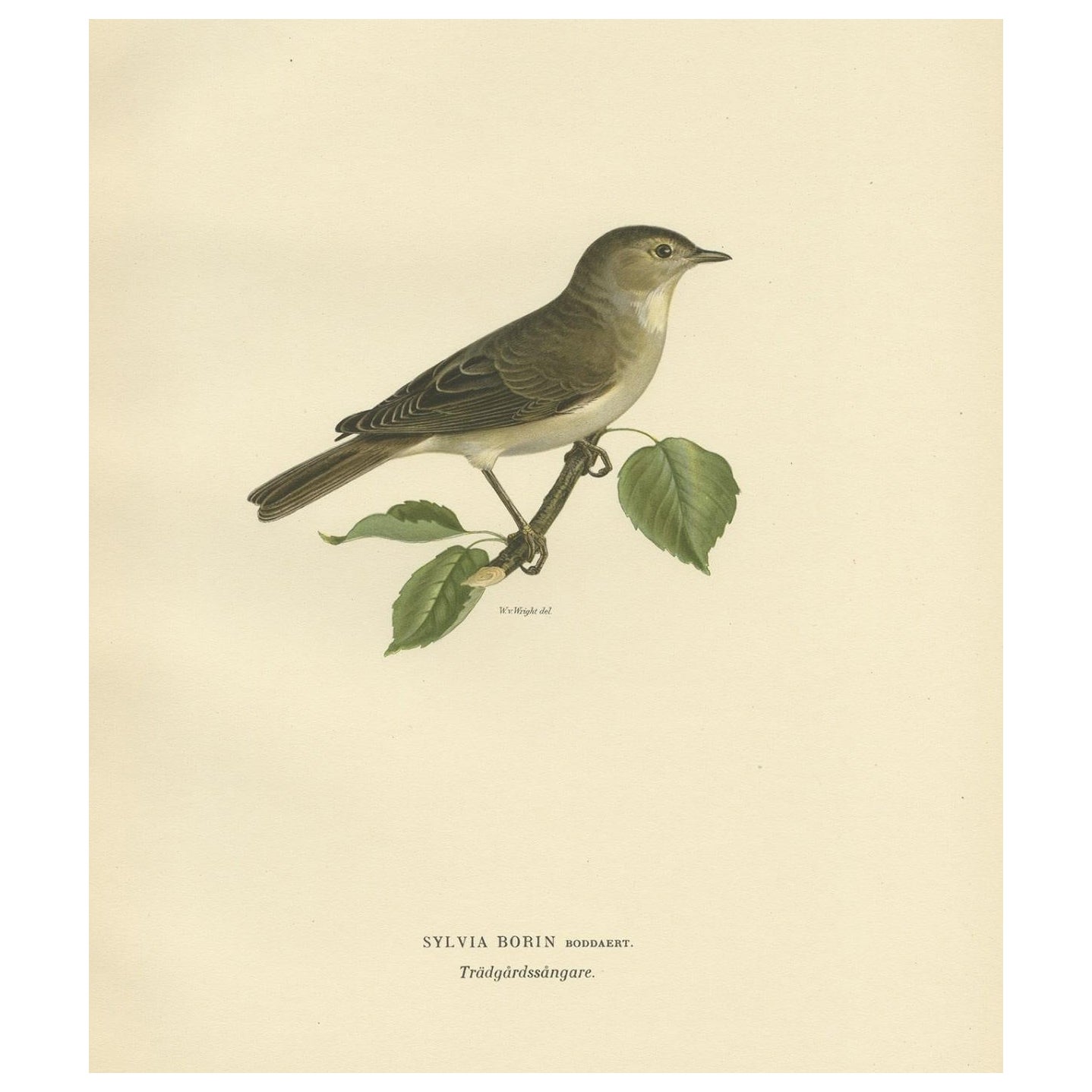 Beautiful Coloured Antique Bird Print of the Garden Warbler, 1927 For Sale