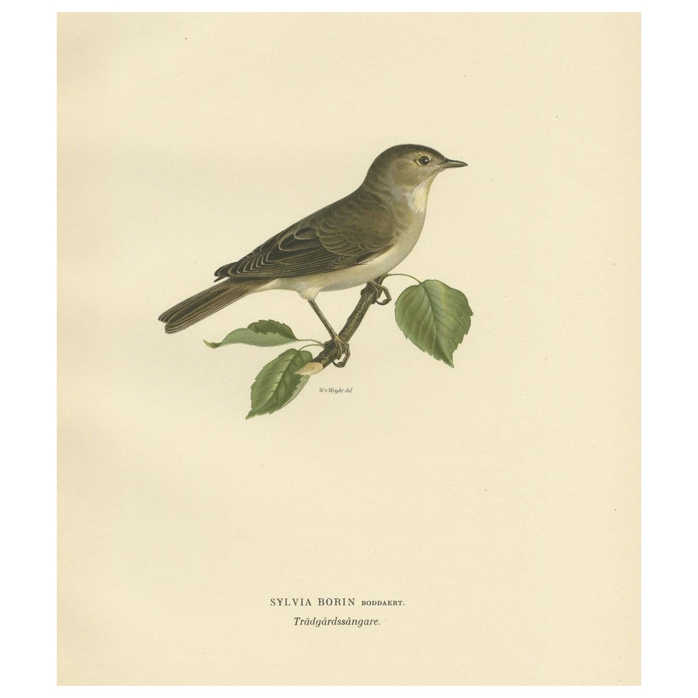 Beautiful Coloured Antique Bird Print of the Garden Warbler, 1927 For Sale
