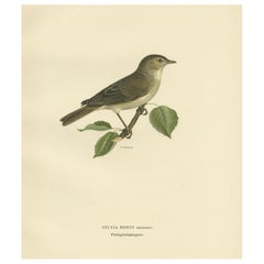 Magnifique imprimé ancien d'oiseau de jardin coloré représentant Warbler, 1927