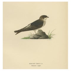 Vintage Decorative Bird Print of the Common House Martin, 1927