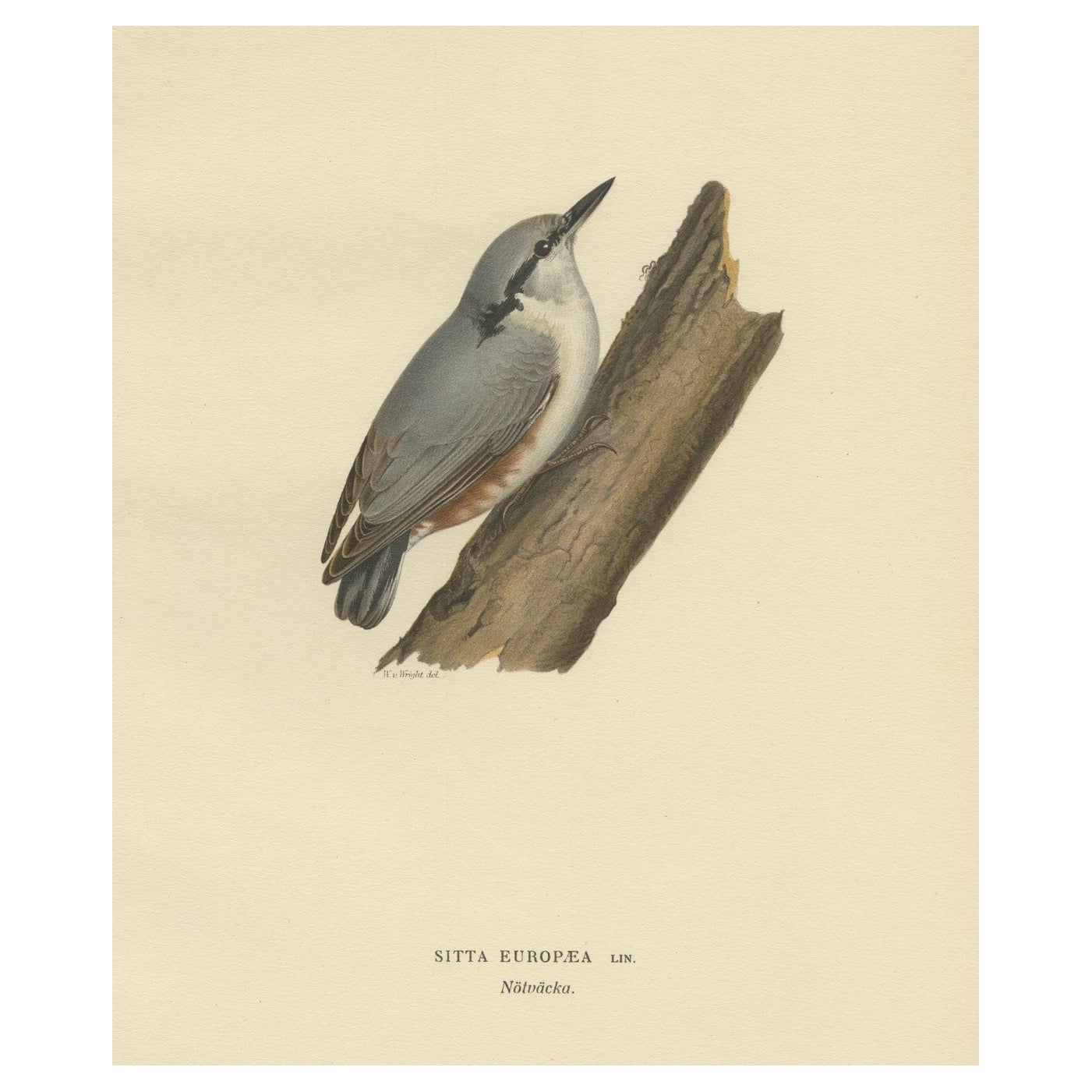 Attractive Antique Bird Print of the Eurasian Nuthatch, 1927 For Sale