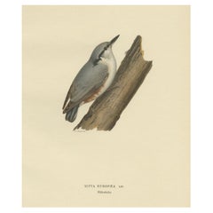Attractive Antique Bird Print of the Eurasian Nuthatch, 1927