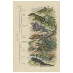 Interesting and Decorative Original Hand-Colored Antique Print of Reptiles, 1854