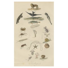 Interesting and Decorative Original Hand-Colored Antique Print of Animals, 1854