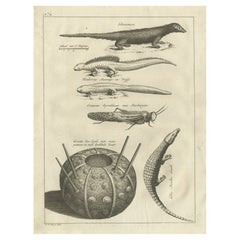 Antique Engravings of Lizards, Locust, Mongoose and a Sea Urchin, 1773