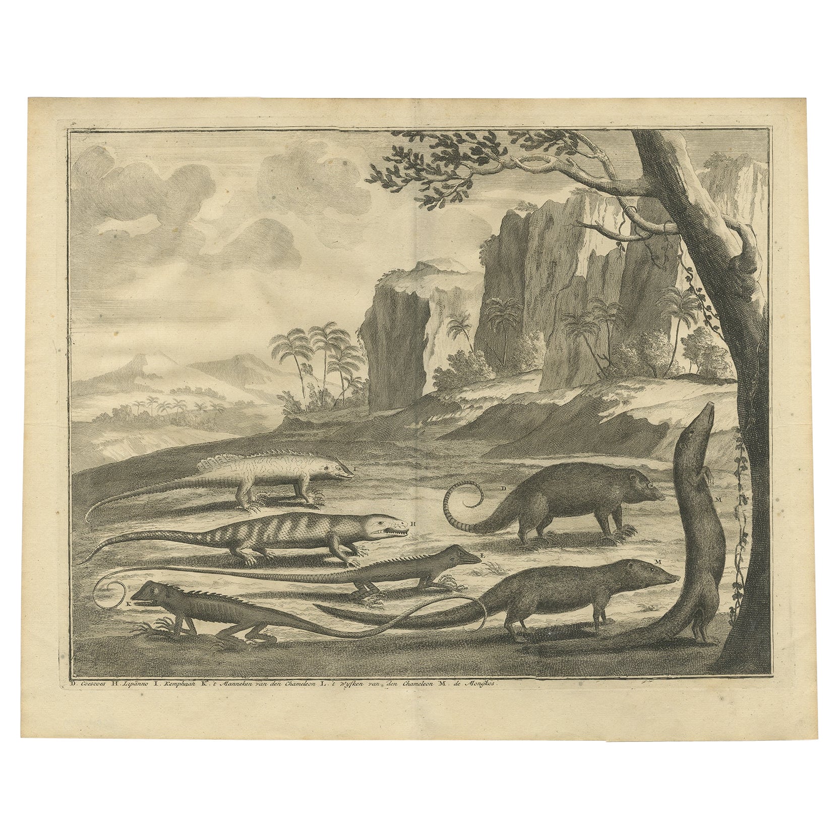 Antique Print Depicting a Cuscus, Chameleon and other Lizzards and Animals, 1726 For Sale