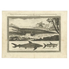 Original Antique Engraving of a Alligator, Shark and Fish, ca.1750