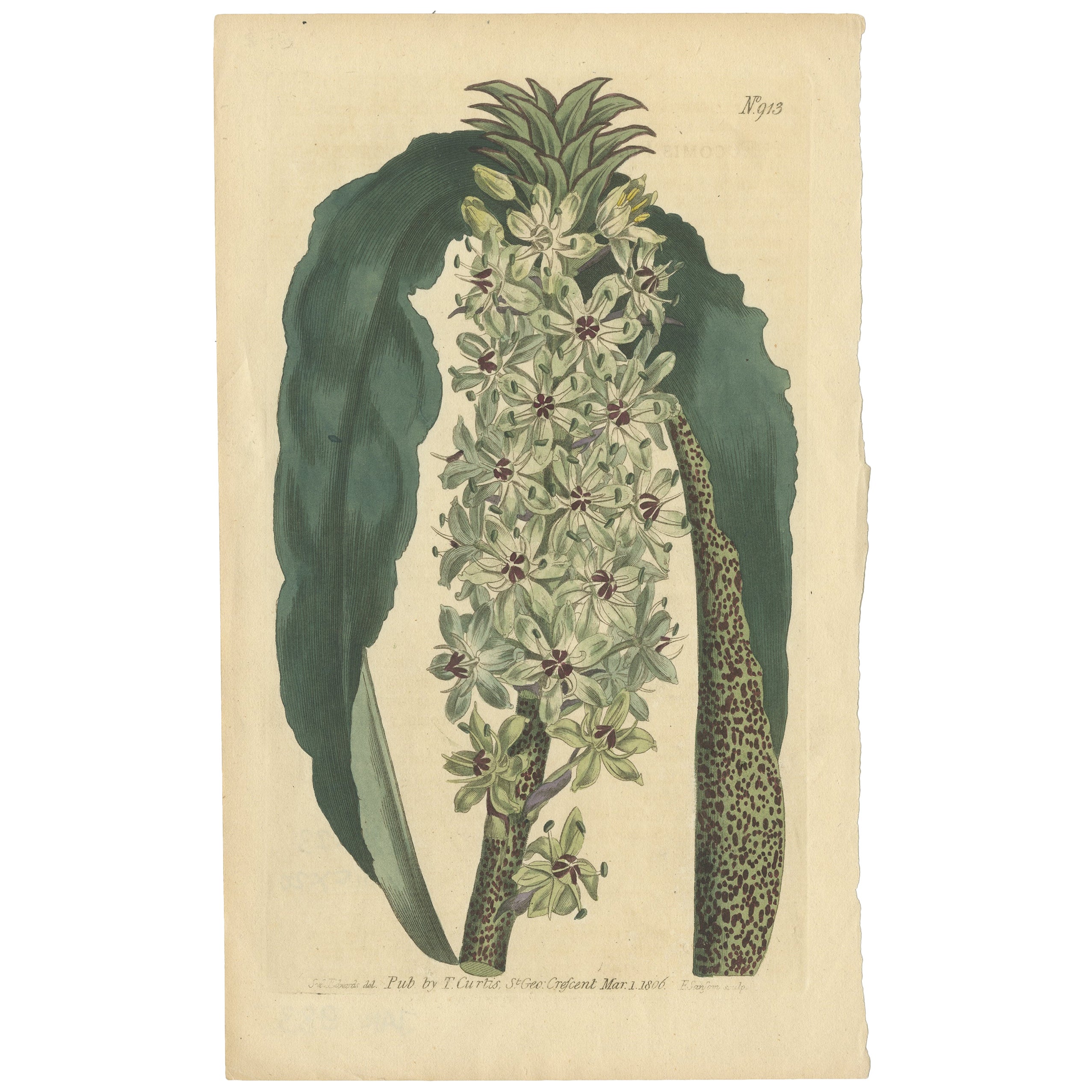 Antiker Druck der Ananas-Blume oder Ananas-Liliege oder des Wein Eucomis, 1806