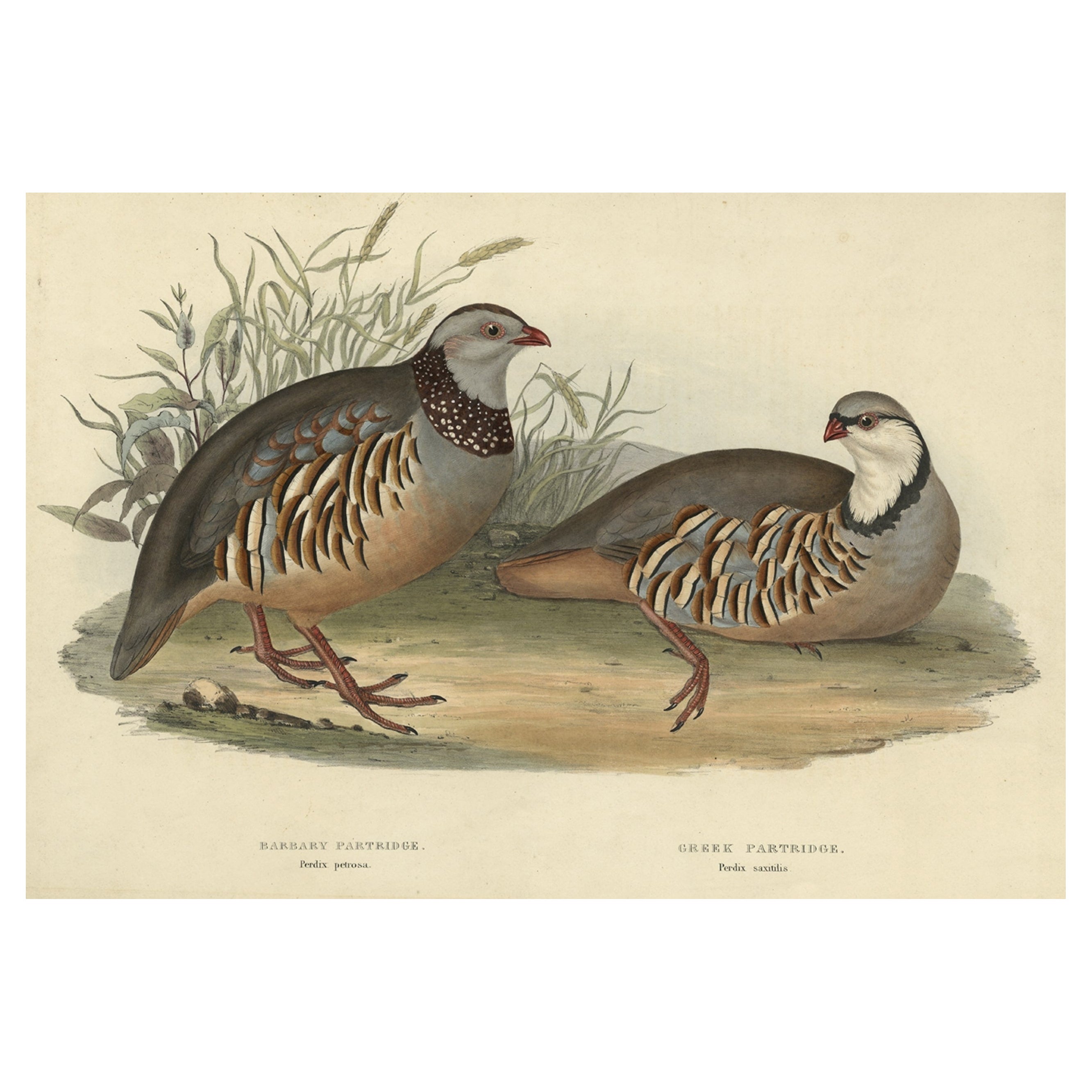 Antique Hand-Colored Print of the Barbary and Greek Partridge by Gould, 1832 For Sale