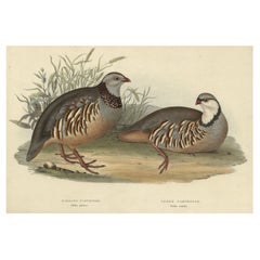 Impression ancienne colorée à la main de la partridge Barbary et grecque par Gould, 1832