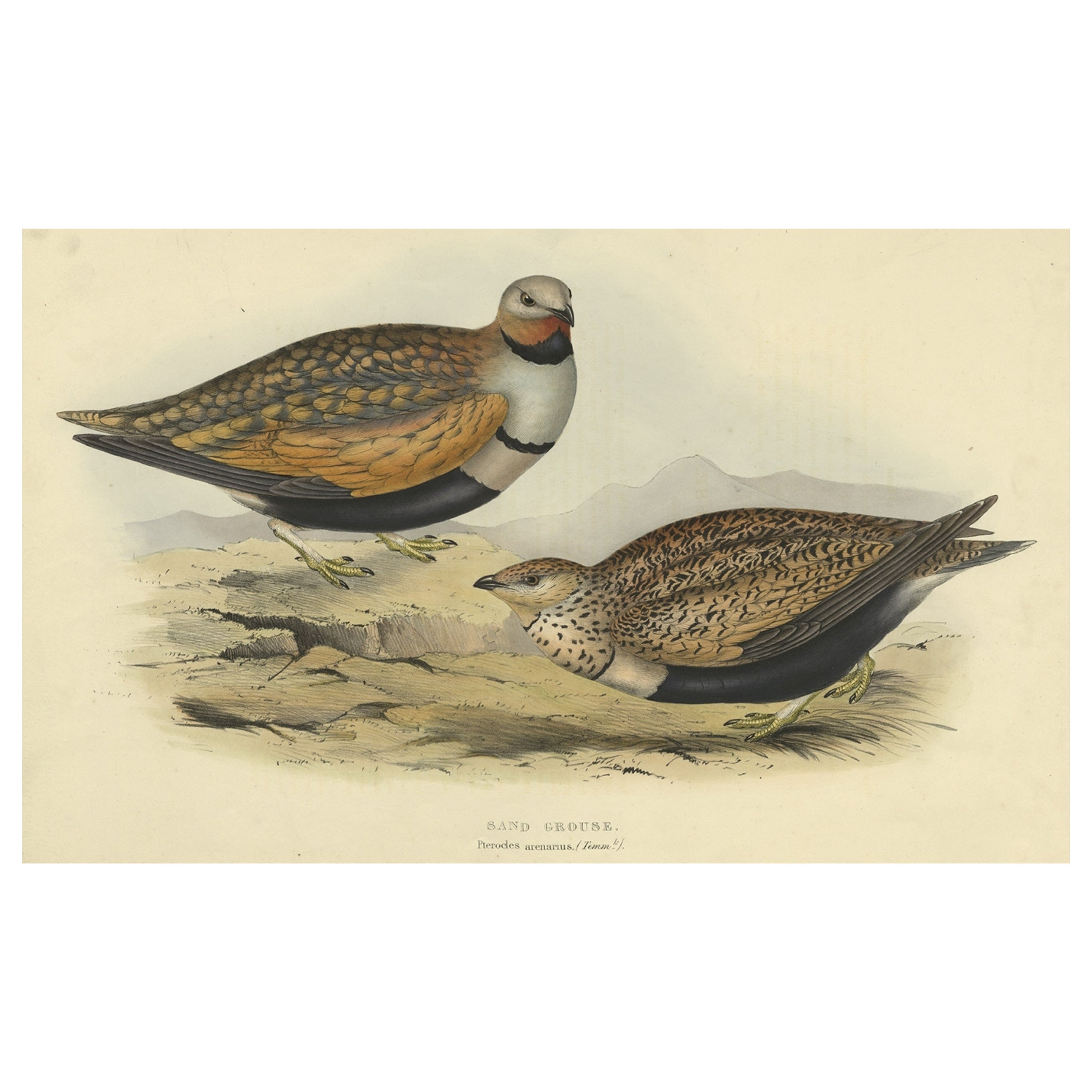 Antique Hand-Colored Bird Print of the Sand Grouse by Gould, 1832 For Sale
