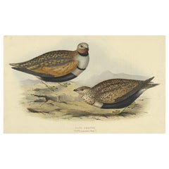 Antique Hand-Colored Bird Print of the Sand Grouse by Gould, 1832