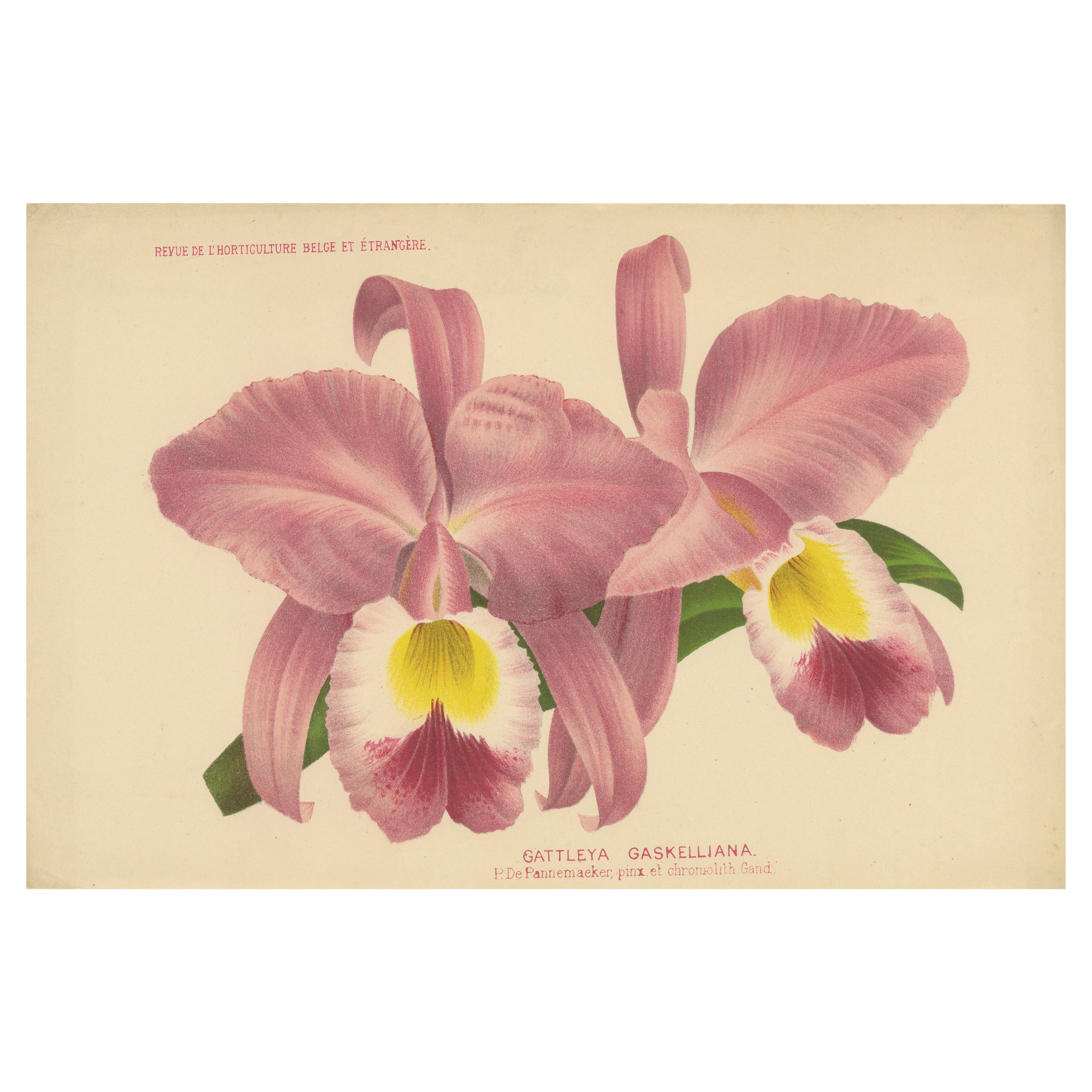Beautiful Pink and Yellow Colored Print of a Gaskell's Orchid, ca.1880 For Sale
