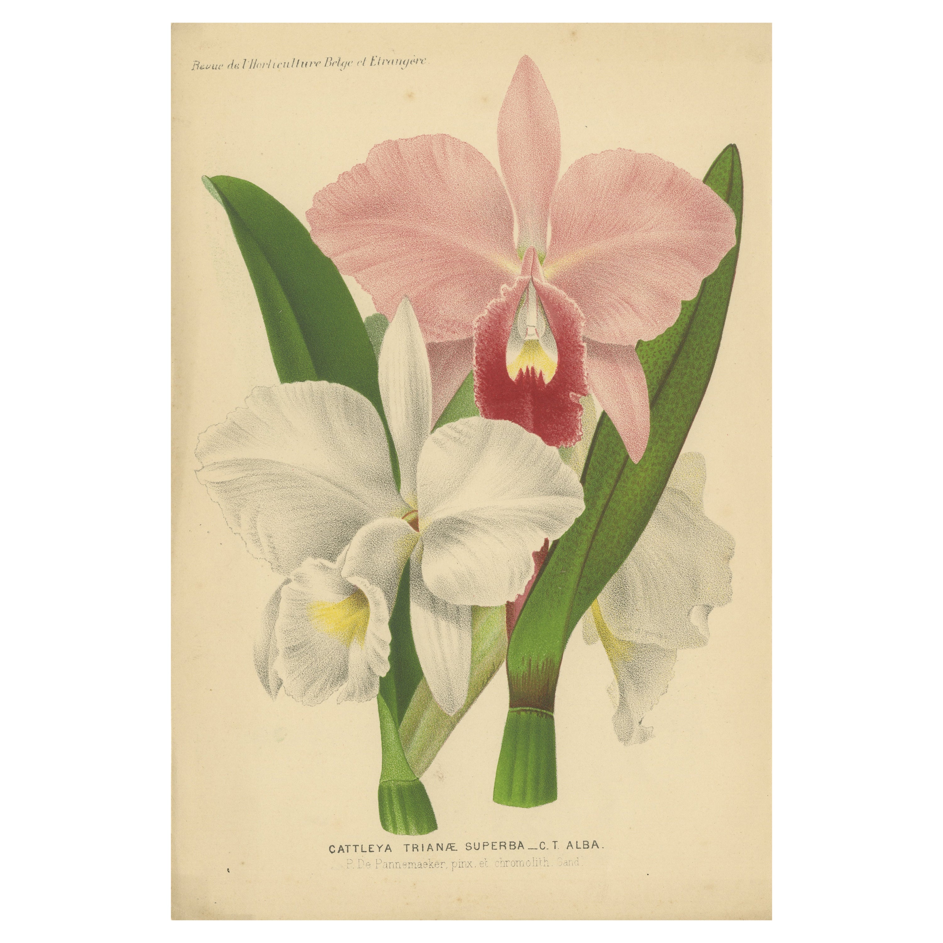 Impression chrmolithologique ancienne d'un orchidée de Noël ou d'une fleur de mai, vers 1880 en vente