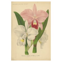 Antique Chromolithographic Print of a Christmas Orchid or May Flower, ca.1880