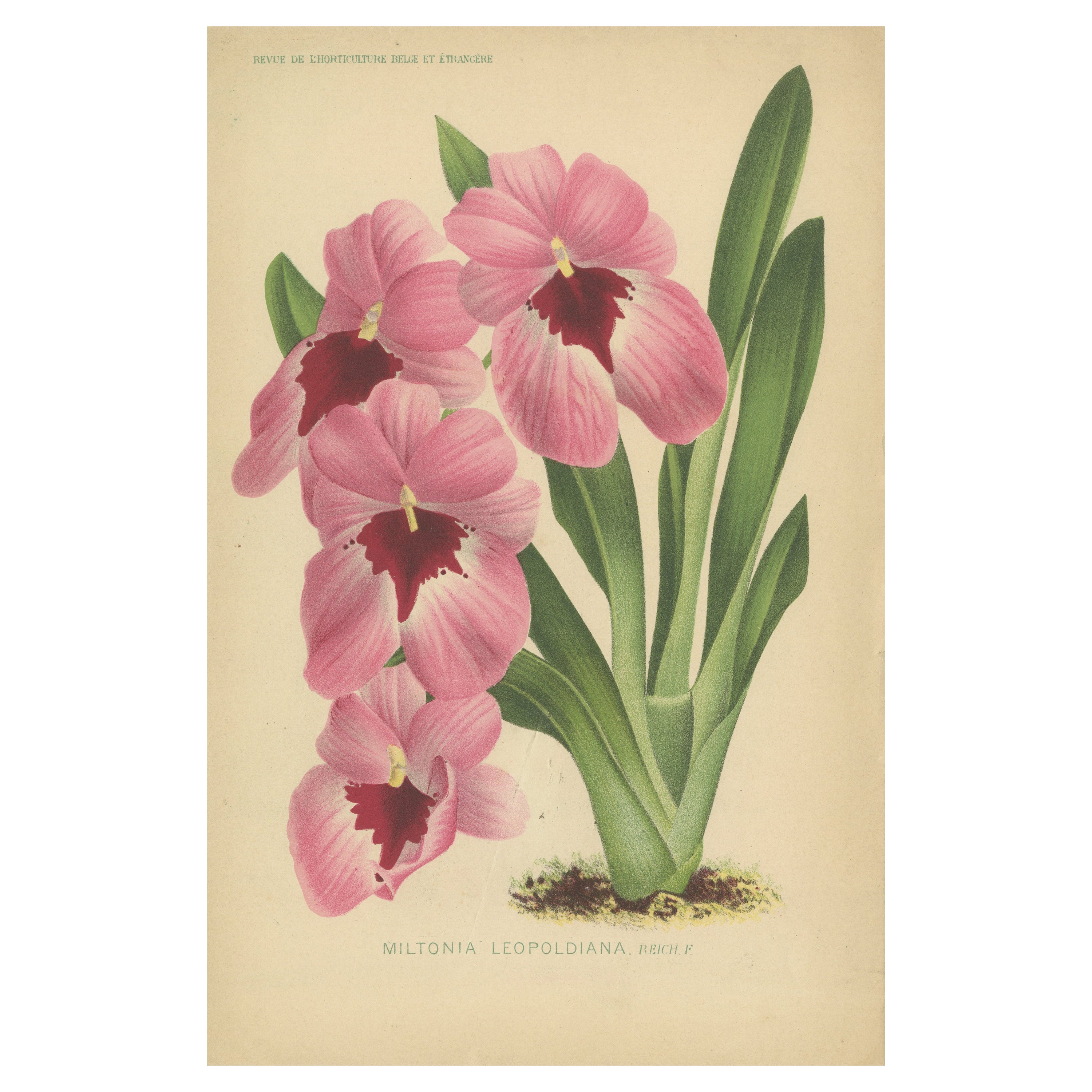 Antique Flower Print of a Brasil Orchid, Ca.1880 For Sale
