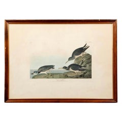 Antique Early 19th Century Audubon Sandpiper Aquatint Printed & Hand Colored Print