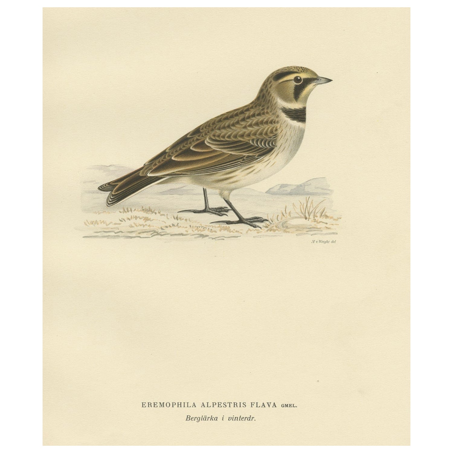 Decorative Old Bird Print of the Common Horned Lark, 1927
