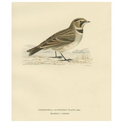 Dekorativer Druck des gewölbten Hornvogels mit altem Vogel, 1927