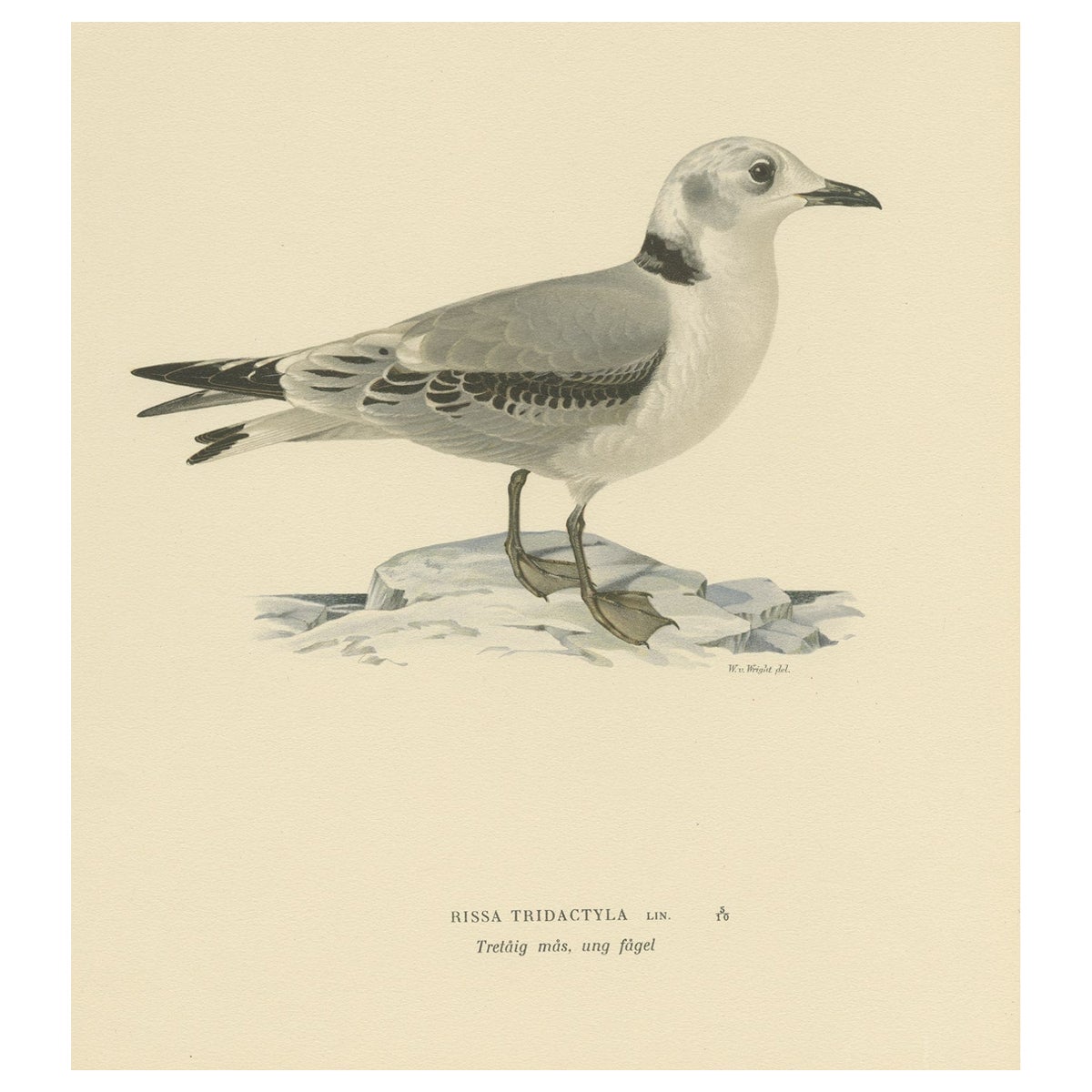 Old Bird Print of Gull Named the Black-Legged Kittiwake, 1929 For Sale