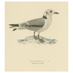 Used Old Bird Print of Gull Named the Black-Legged Kittiwake, 1929