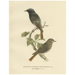 Old Bird Print of a Small Passerine Bird Named the Black Redstart, 1927