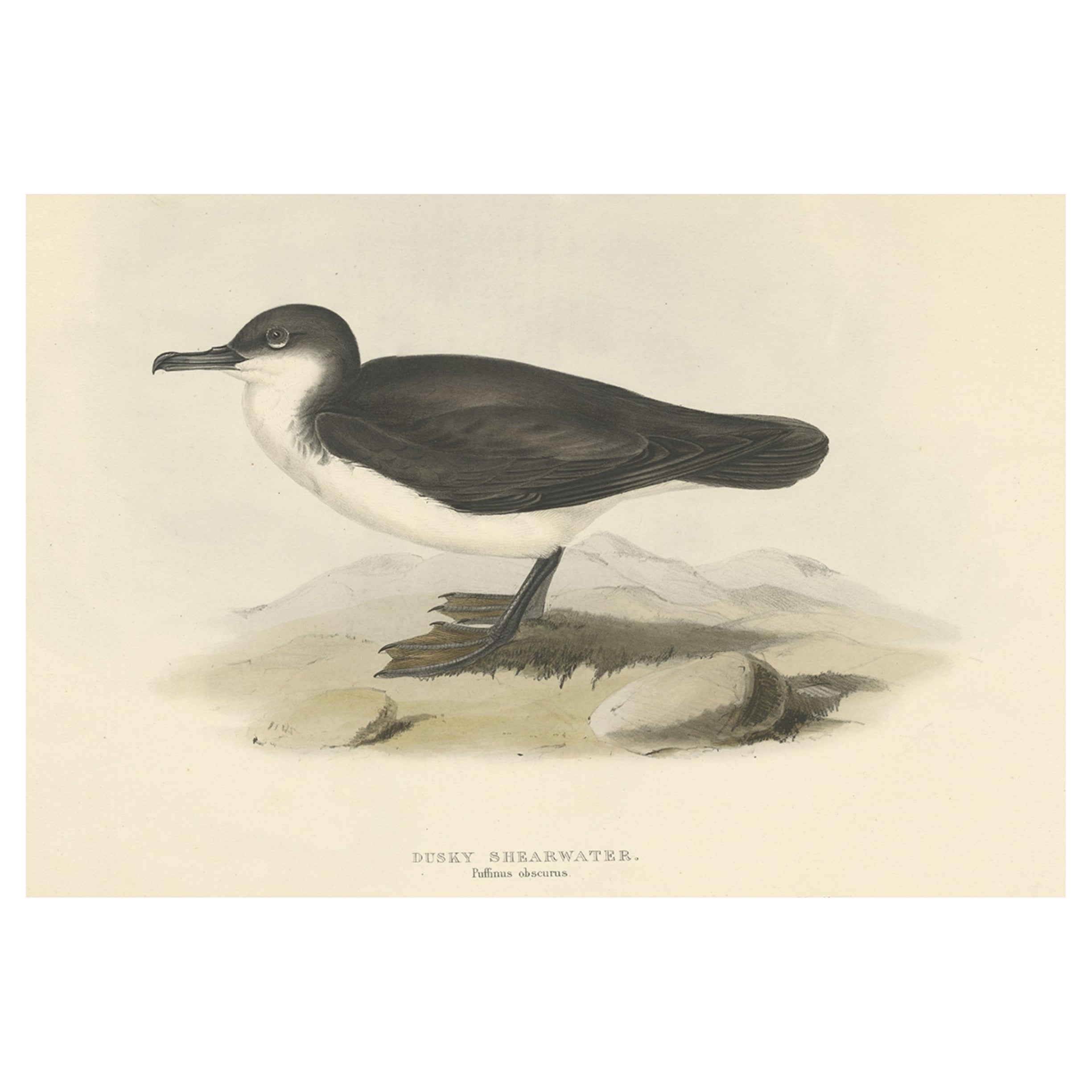 Impression ancienne d'oiseau oiseau de mer nommé Dusky Shearwater par Gould, 1832 en vente