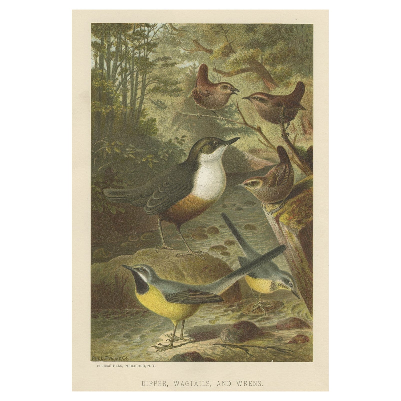Antique Chromolithographic Bird Print of the Dipper, Wagtail and Wren, 1898