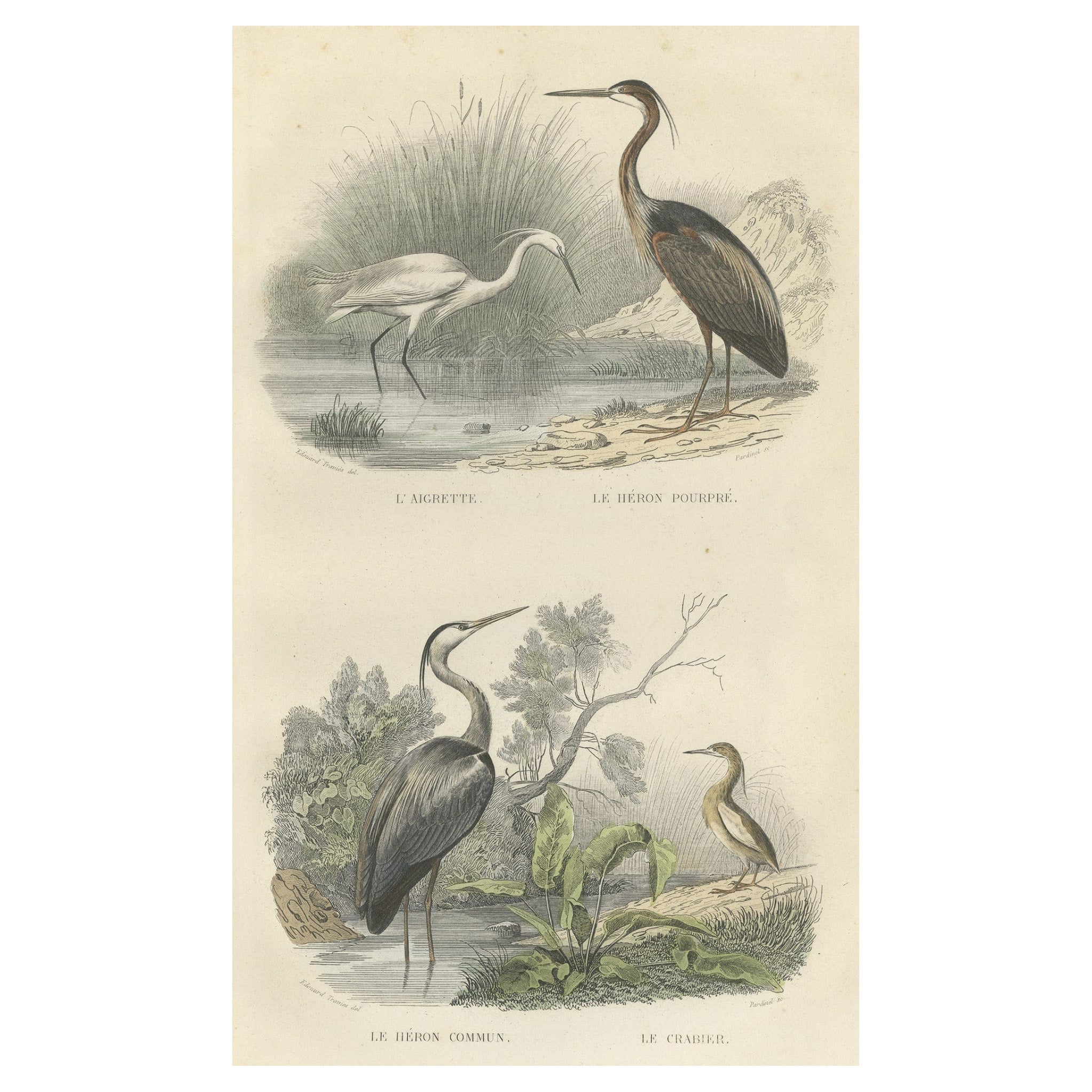 Antique Bird Print of the Egret, Purple Heron, Common Heron and Ardeola