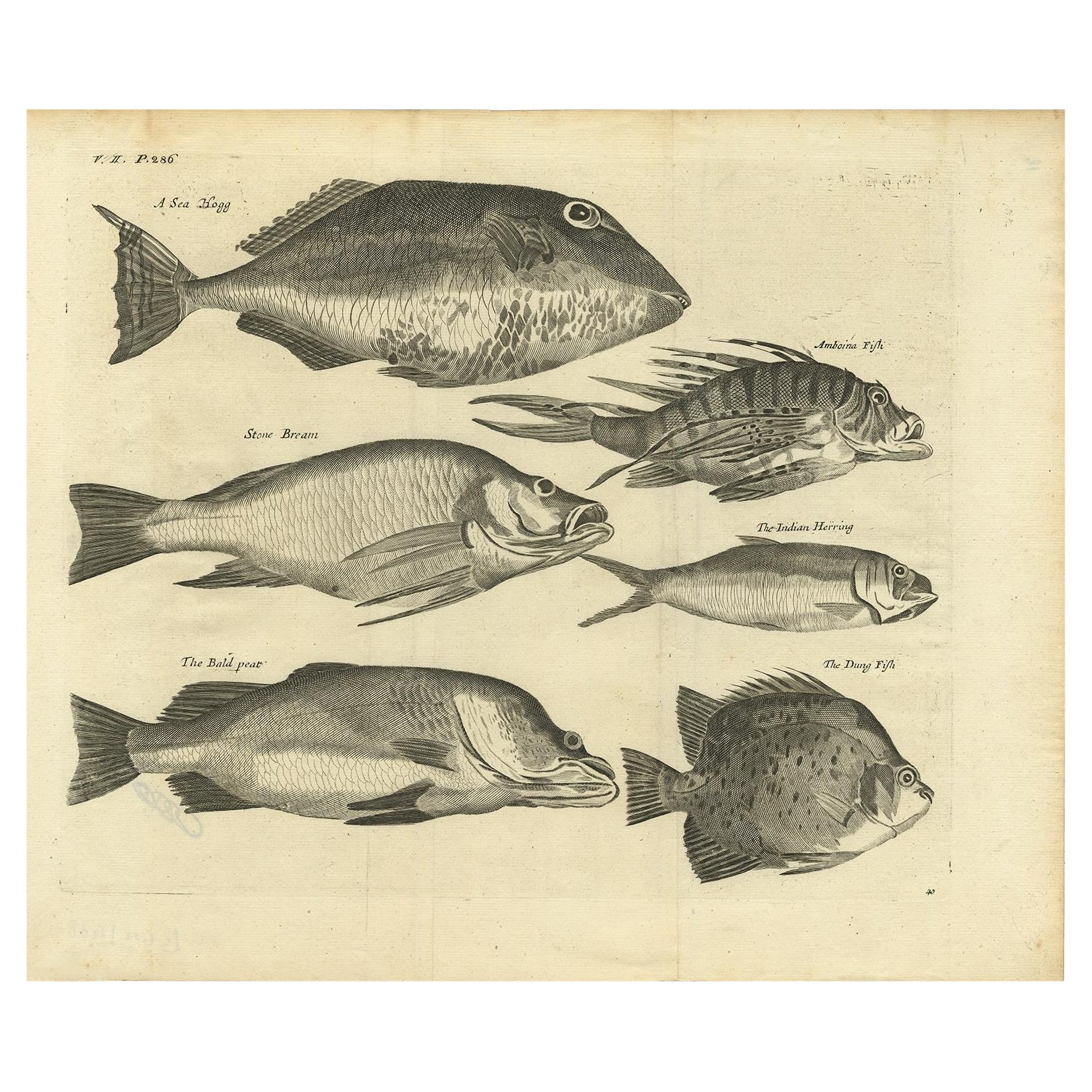 Engraving of a Sea Hogg, Amboina Fish, Stone Bream, Indian Herring Etc, Ca. 1744 For Sale