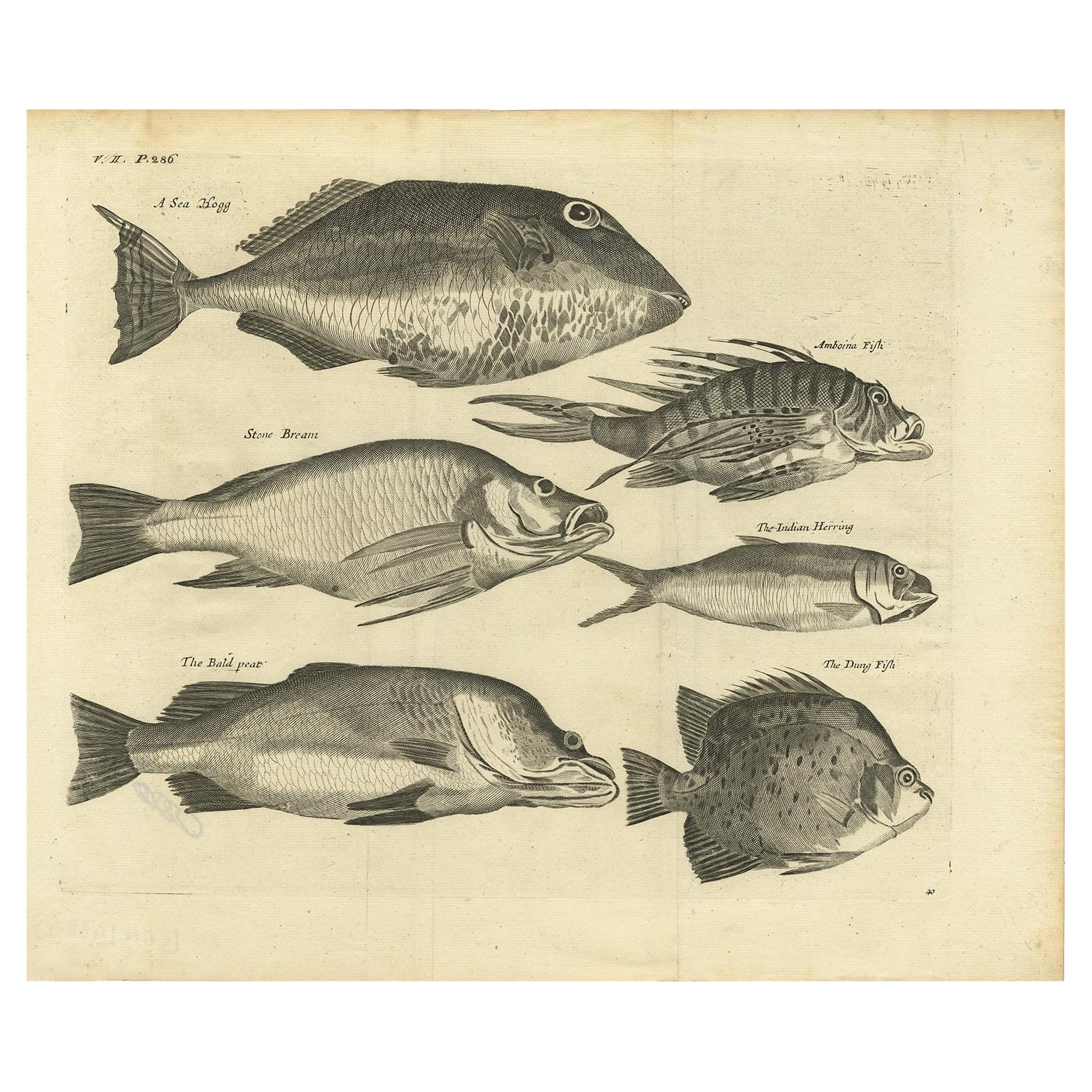 Engraving of a Sea Hogg, Amboina Fish, Stone Bream, Indian Herring Etc, Ca. 1744