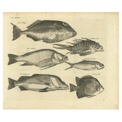 Engraving of a Sea Hogg, Amboina Fish, Stone Bream, Indian Herring Etc, Ca. 1744