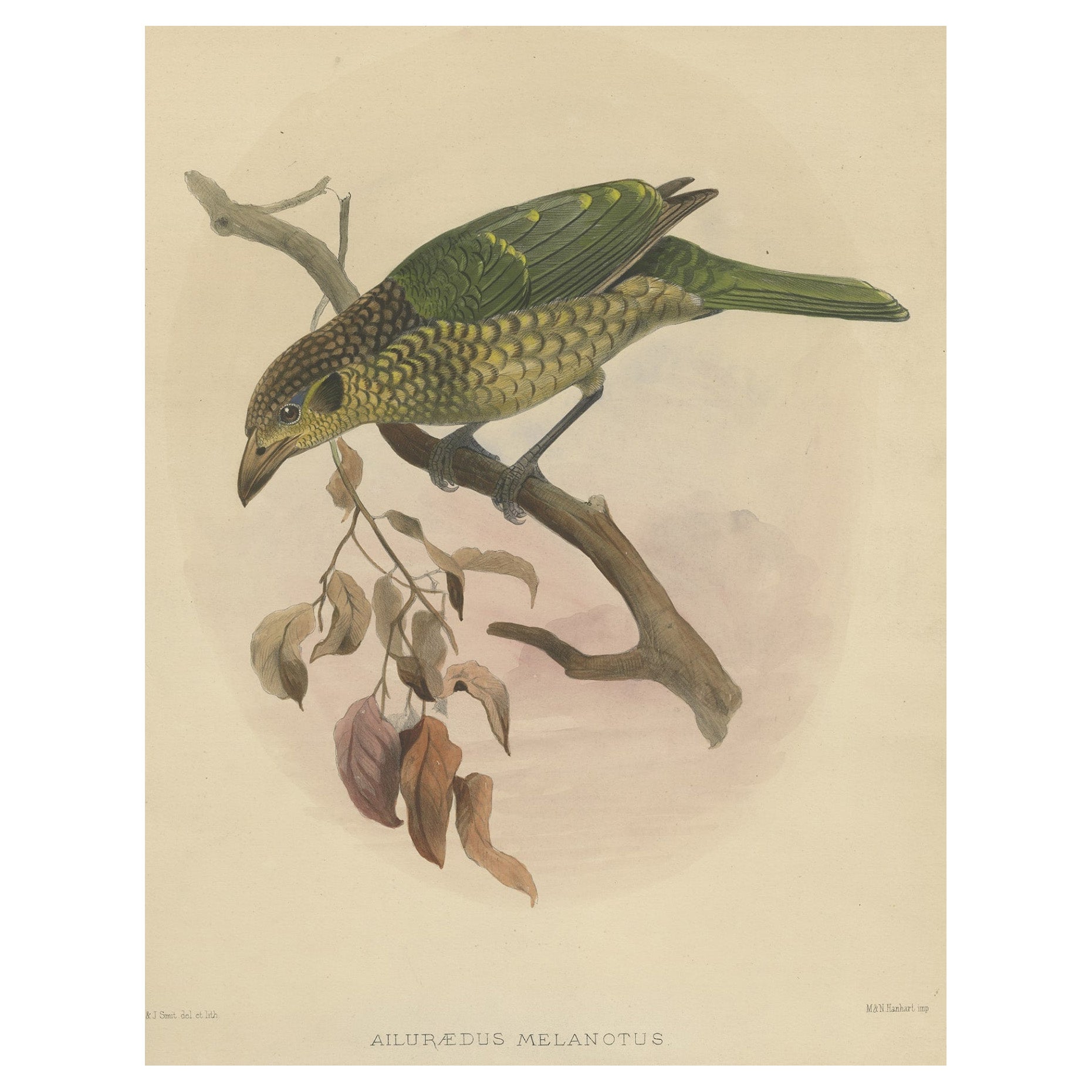 Antique Bird Print of the Black-Cheek Cat Bird by Elliot, c.1873 For Sale