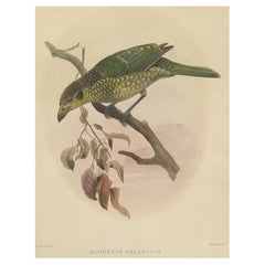 Antique Bird Print of the Black-Cheek Cat Bird by Elliot, c.1873