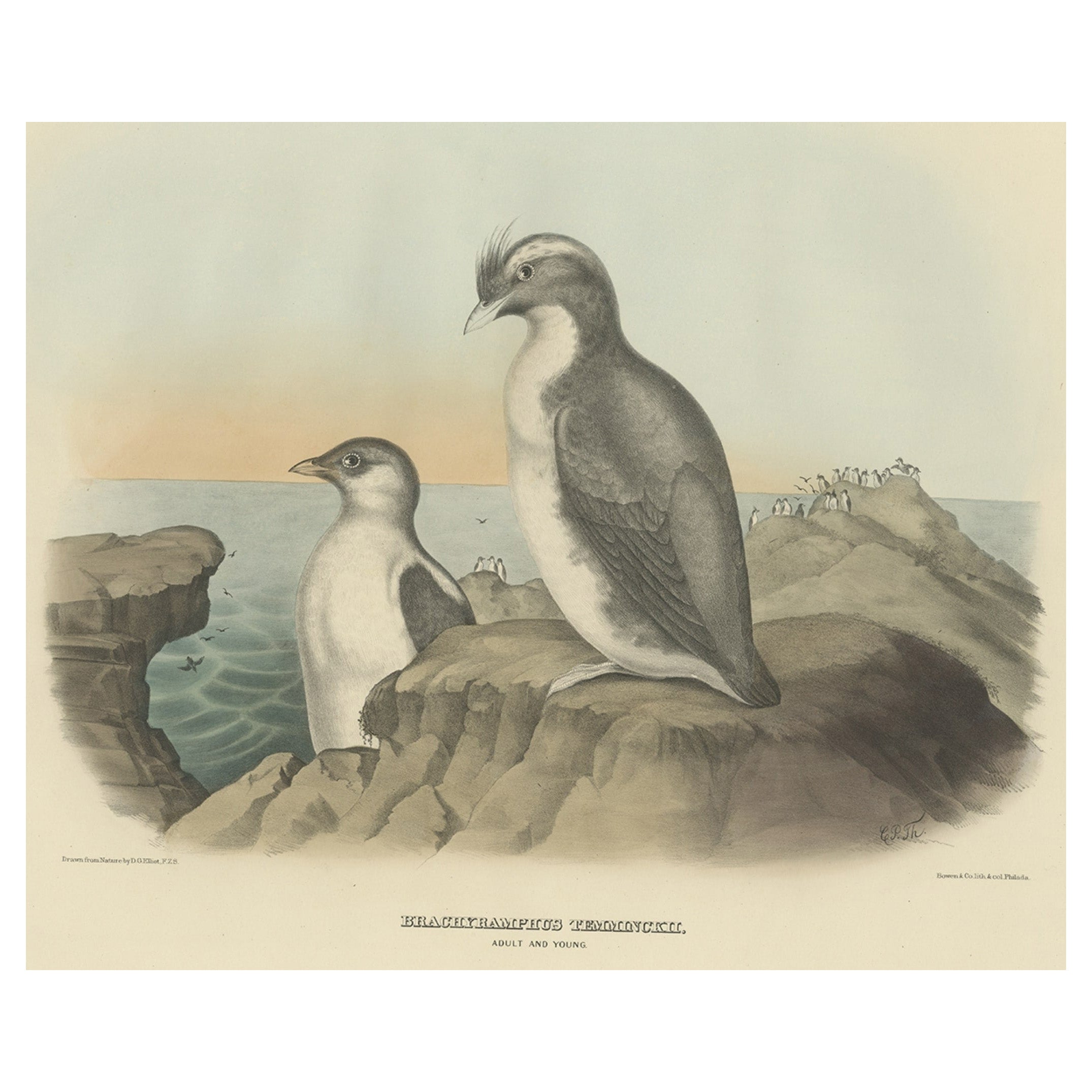 Spectacular Antique Bird Print of an Adult and Young Temminck's Auk, 1869