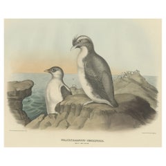 Spectaculaire impression ancienne d'oiseau d'un adulte et d'un jeune Temminck's Auk, 1869