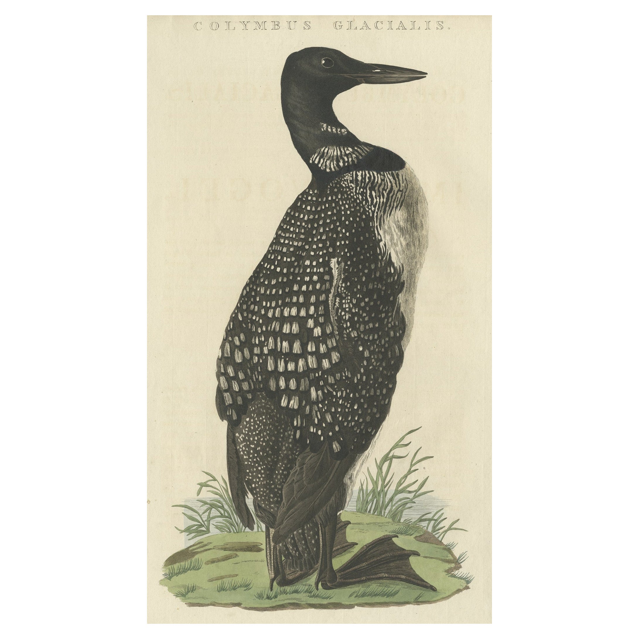 Antique Bird Print of the Common Loon by Sepp & Nozeman, 1829 For Sale