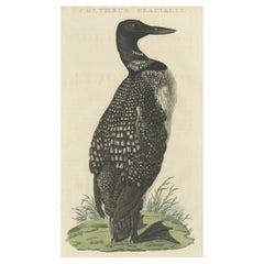 Antique Bird Print of the Common Loon by Sepp & Nozeman, 1829