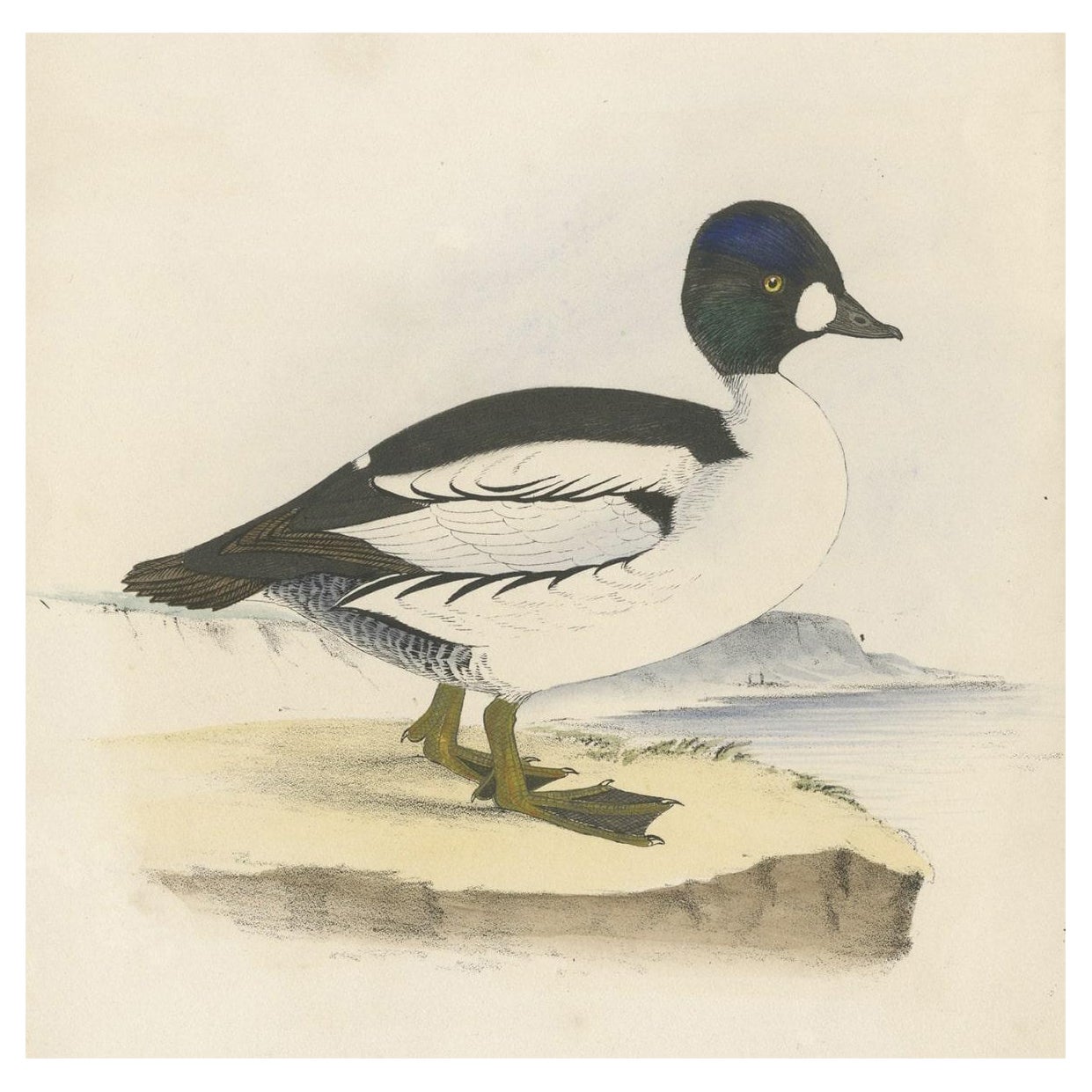Antique Bird Print of a Duck, C.1840 For Sale
