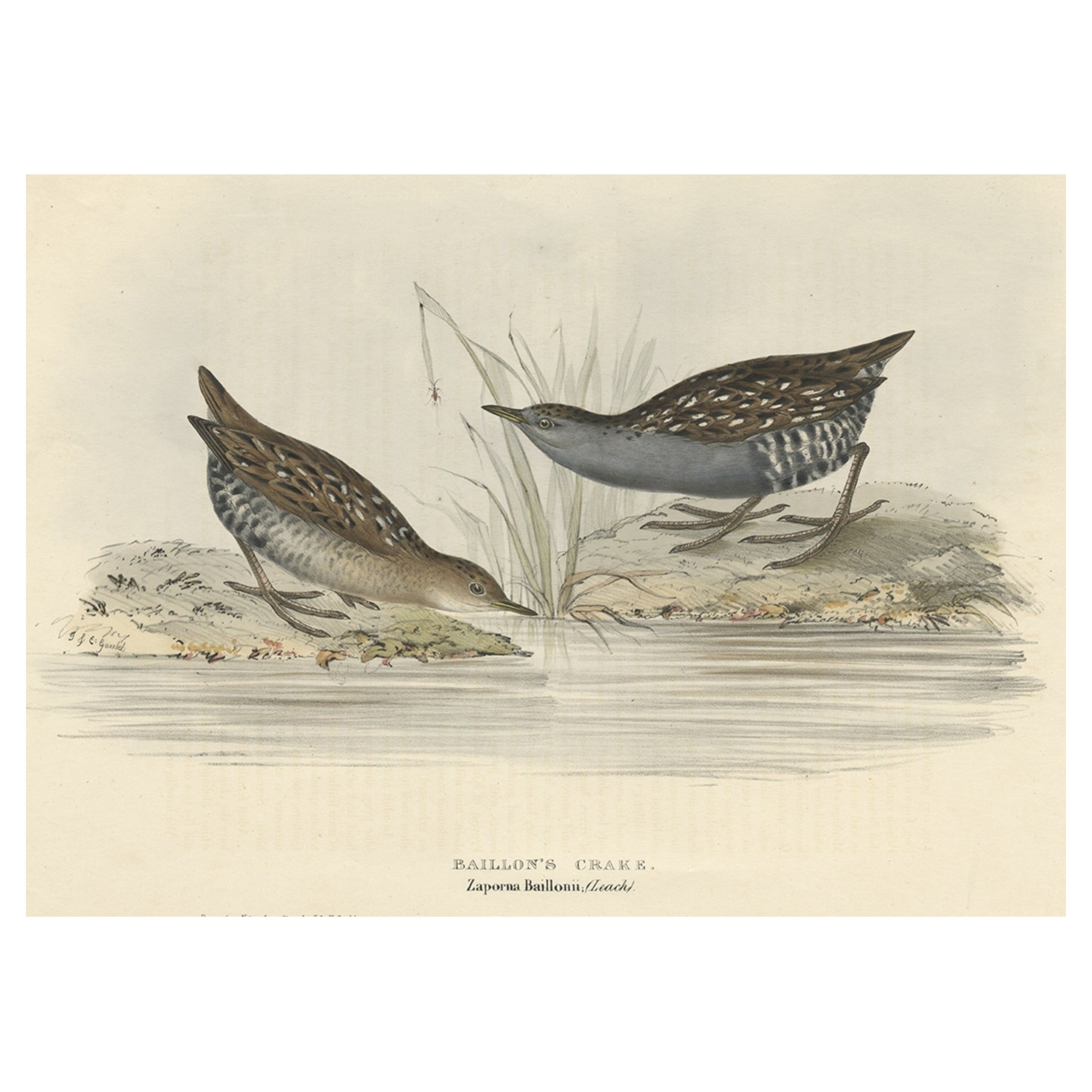 Antiker antiker Vogeldruck des Baillon's Crake von Gould, 1832 im Angebot